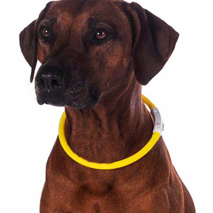 Dog Collar LED Lights Yellow in the group Dog / Reflectors, Lights & Blinkers at Equinest (14582YE)