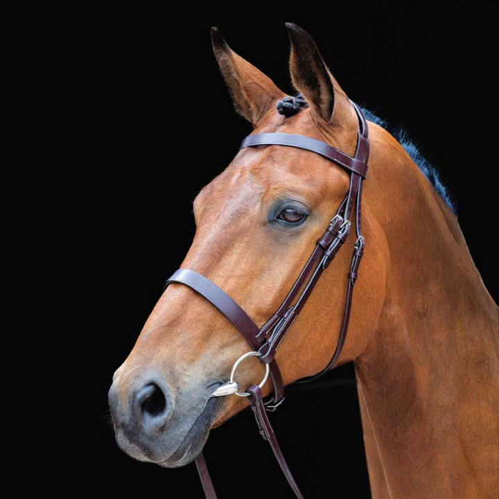 Bridle + Reins Salisbury Berrington Brown in the group Horse Tack / Bridles & Browbands / Bridles at Equinest (SH27601Br_r)