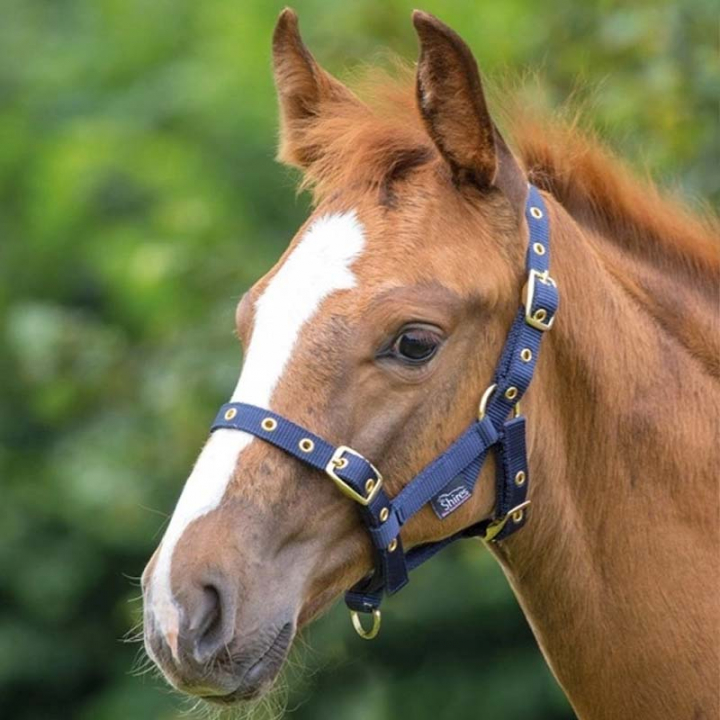 Foal Headcollar Navy Blue in the group Horse Tack / Halters / Foal Halters at Equinest (SH381MA)