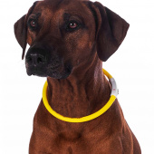 Dog Collar LED Lights Yellow
