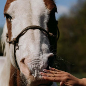 Horse Salve Zinc Balm 00.03