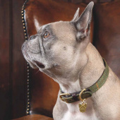Dog Collar Tweed/Leather Green