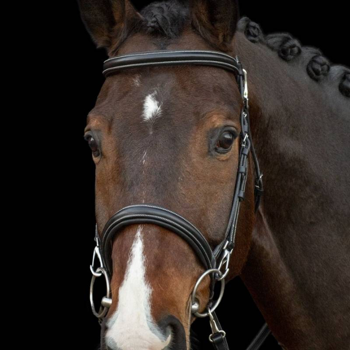 Bridle Dortmund Black in the group Horse Tack / Bridles & Browbands / Bridles at Equinest (1100000761BA_r)
