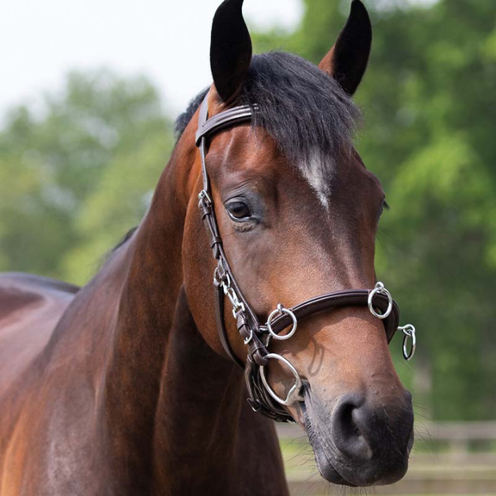 Caveson Leather Brown in the group Horse Tack / Lunging & Long Reining at Equinest (1699BR)