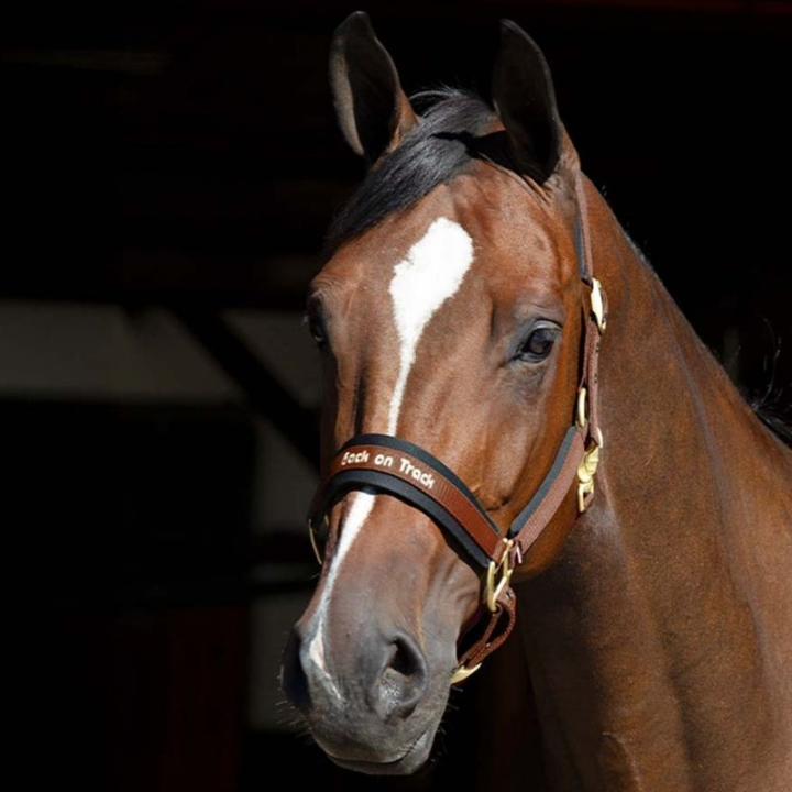 Halter Werano Brown in the group Horse Tack / Halters / Fabric & Nylon Halters at Equinest (20640700BR_r)