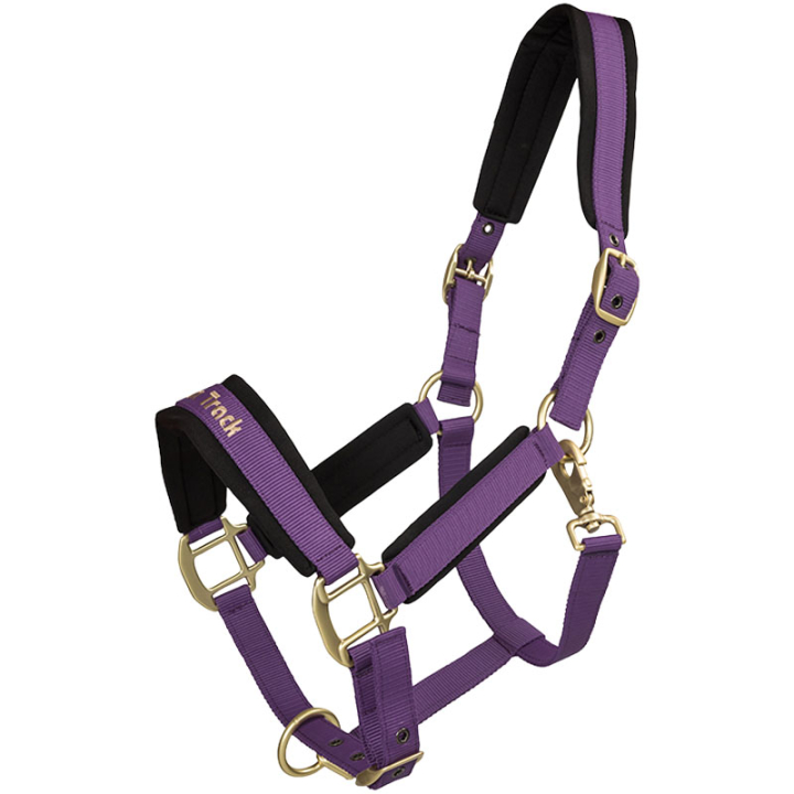 Halter Werano Purple in the group Horse Tack / Halters / Fabric & Nylon Halters at Equinest (20644601PU_r)