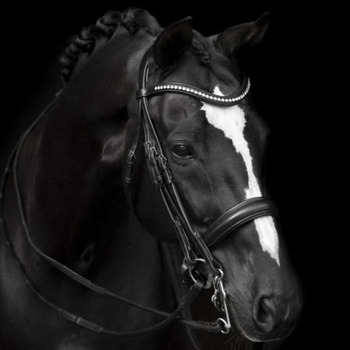 Bittless Bridle Delicato Supreme Black in the group Horse Tack / Bridles & Browbands / Double Bridle, Weymouth & Dressage Bridles at Equinest (208813BA_r)