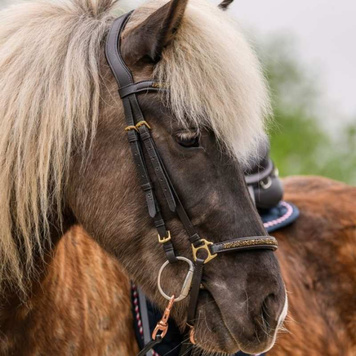 Icelandic Bridle Ice Brown/Gold in the group Horse Tack / Bridles & Browbands at Equinest (2279330BAGO)