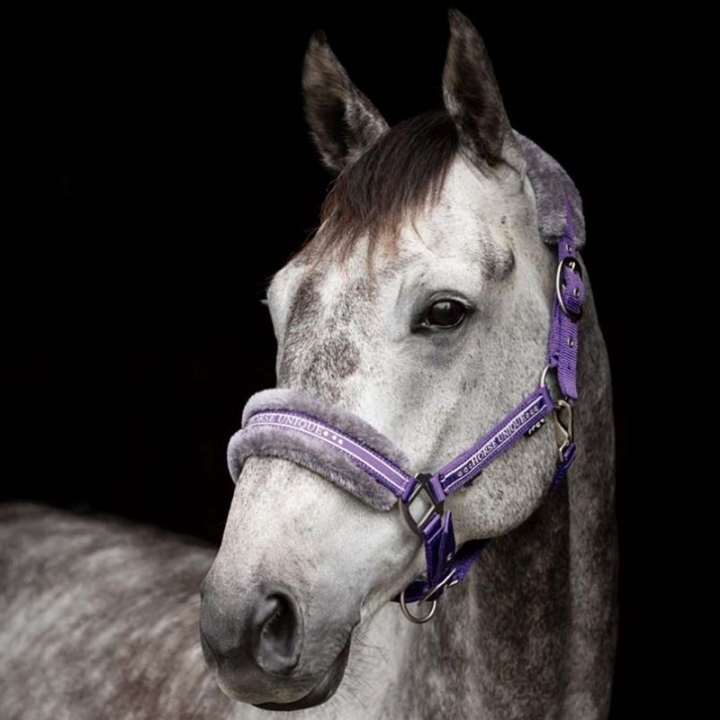 Halter with Fleece Purple/Grey in the group Horse Tack / Halters / Fabric & Nylon Halters at Equinest (243652PUGR_r)