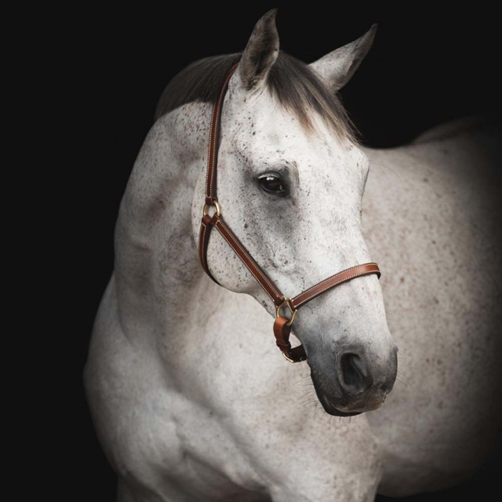 Leather Halter Track Supreme Brown in the group Horse Tack / Halters / Leather Halters at Equinest (244151BR_r)