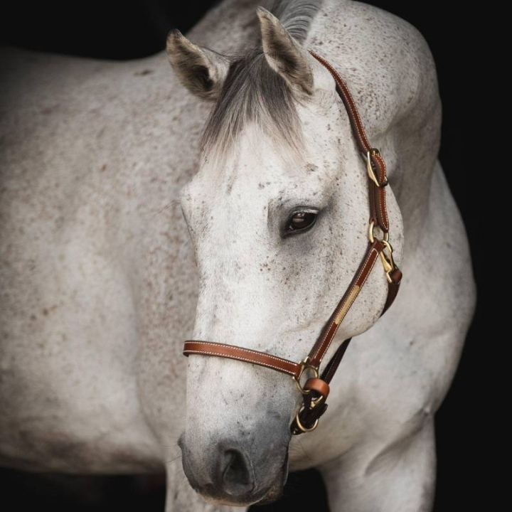 Leather Halter Track Supreme Brown in the group Horse Tack / Halters / Leather Halters at Equinest (244151BR_r)