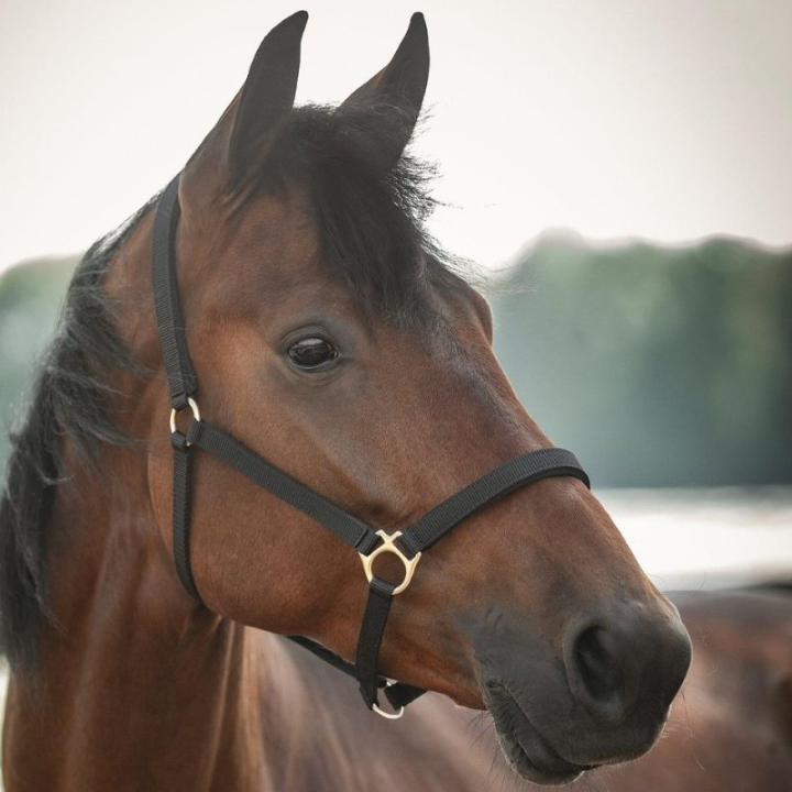 Halter Track Black in the group Horse Tack / Halters / Fabric & Nylon Halters at Equinest (245716BA_r)