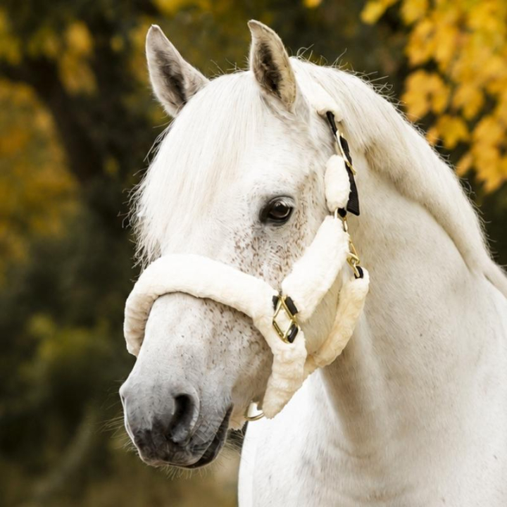 Halter Cozy with Fleece Black/Natural in the group Horse Tack / Halters / Fabric & Nylon Halters at Equinest (246012Sv_r)