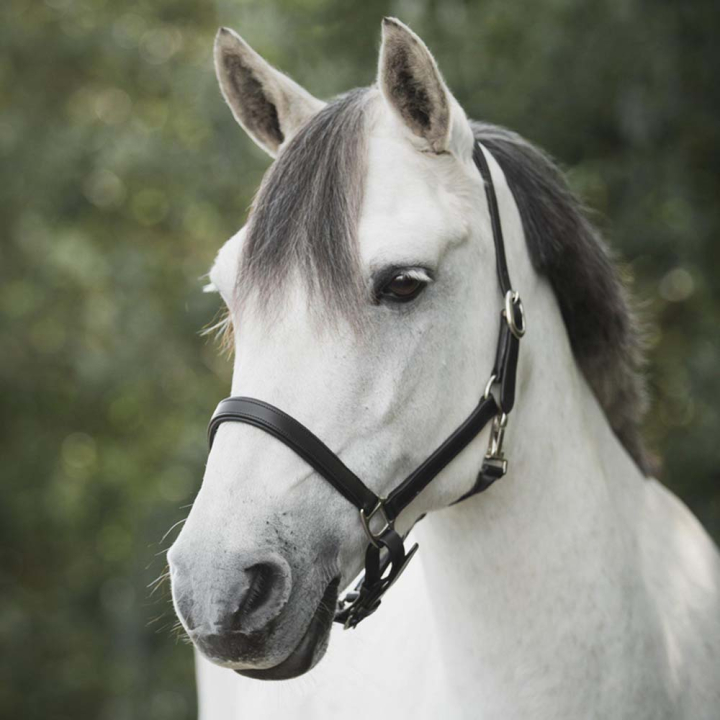 Leather Halter Slim Basic Black in the group Horse Tack / Halters / Leather Halters at Equinest (246512BA_r)