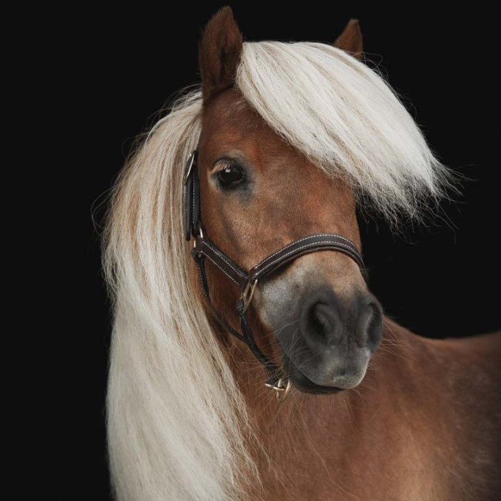 Foal Halter Läder Basic Dark Brown in the group Horse Tack / Halters / Foal Halters at Equinest (249360DBR_r)