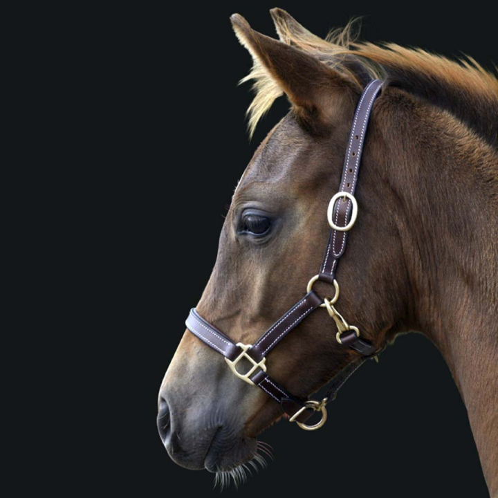 Foal Halter Läder Basic Dark Brown in the group Horse Tack / Halters / Foal Halters at Equinest (249360DBR_r)