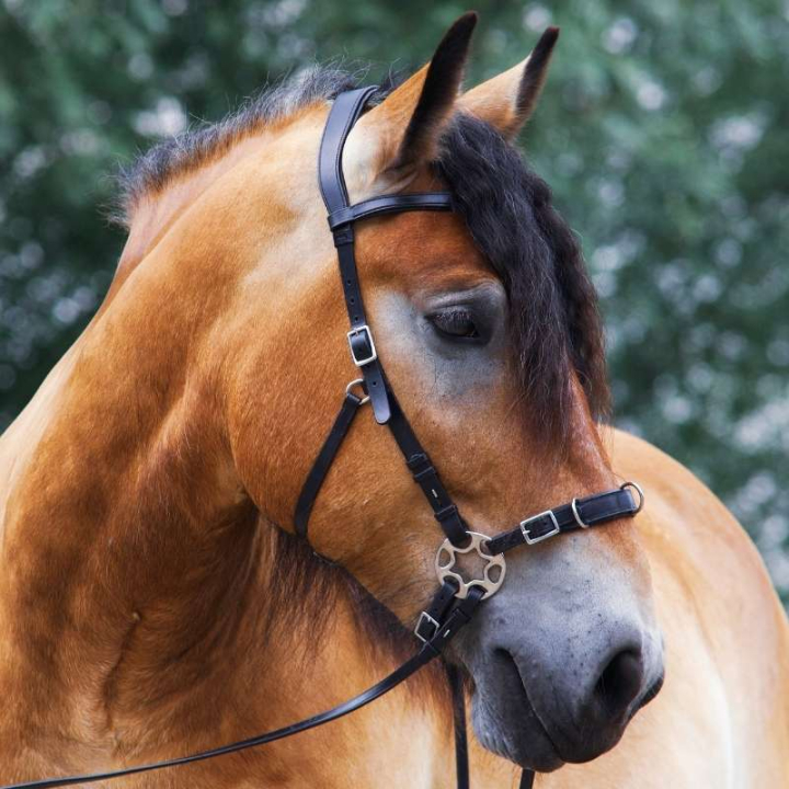 Bitless Bridle Caval Cavemore Black in the group Horse Tack / Bridles & Browbands / Hackamores & Bitless Bridles at Equinest (3320531817BA_r)