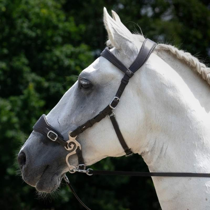 Hackamore Bridle Fiore Black in the group Horse Tack / Bridles & Browbands / Hackamores & Bitless Bridles at Equinest (3323511817BA_r)