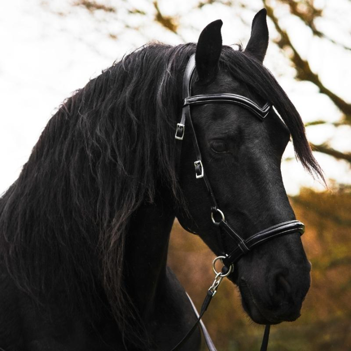Bitless Bridle Isabel Sidepull Black in the group Horse Tack / Bridles & Browbands / Hackamores & Bitless Bridles at Equinest (3330561817BA_r)