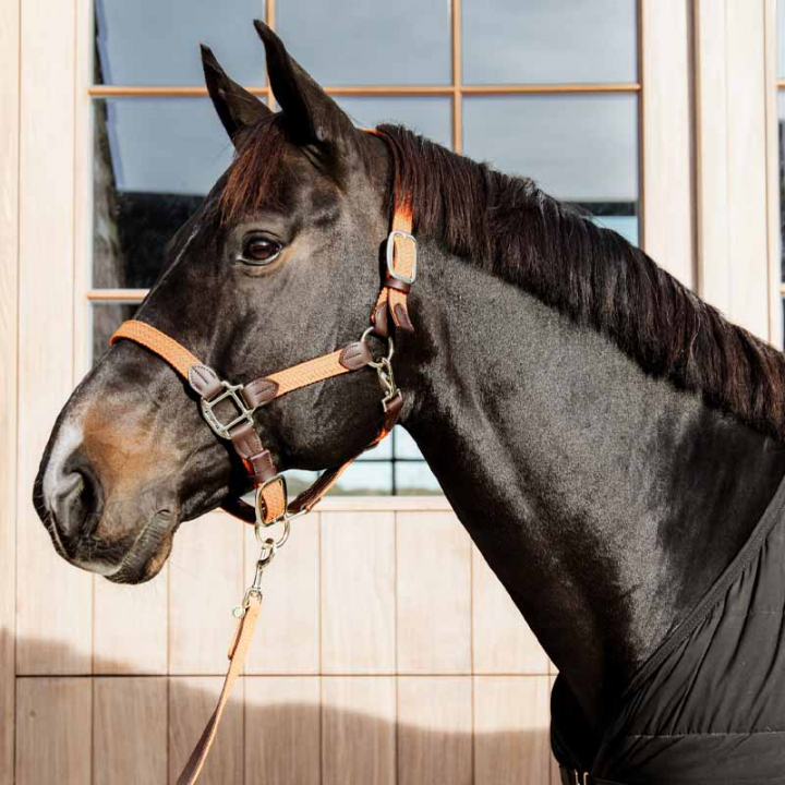 Halter Plaited Nylon Orange in the group Horse Tack / Halters / Fabric & Nylon Halters at Equinest (4251645COBOR_r)
