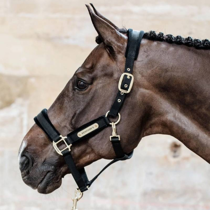 Halter Velvet Black in the group Horse Tack / Halters / Fabric & Nylon Halters at Equinest (4255801COBBA_r)