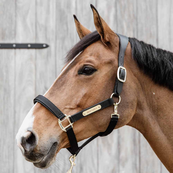 Halter Anatomic Nylon Black in the group Horse Tack / Halters / Fabric & Nylon Halters at Equinest (4256001COBBA_r)