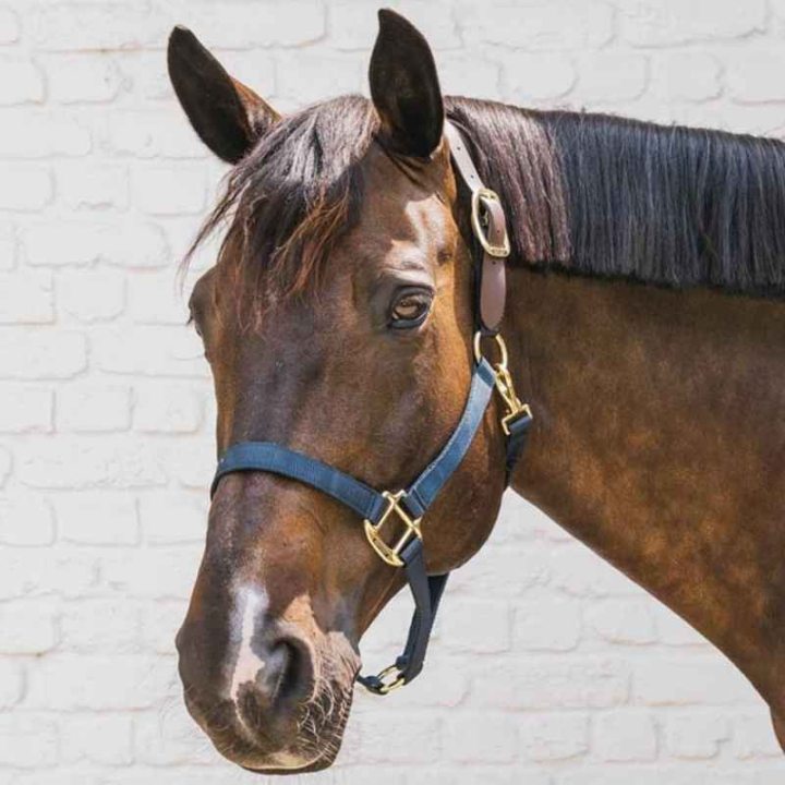 Halter Breakaway Navy Blue in the group Horse Tack / Halters / Fabric & Nylon Halters at Equinest (4266503COBNA_r)