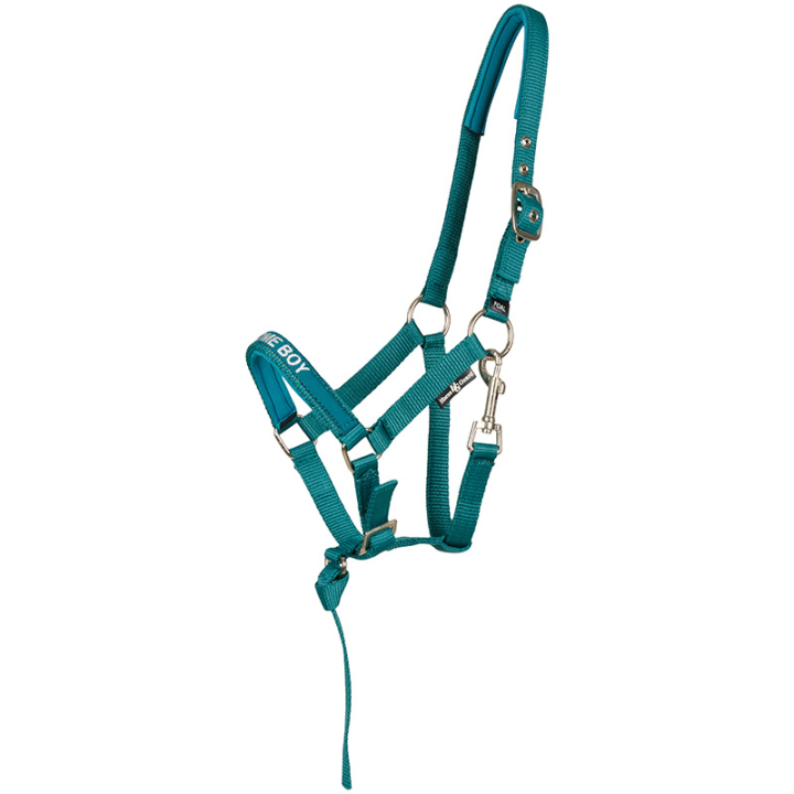 Foal Halter Malva HG Turquoise in the group Horse Tack / Halters / Foal Halters at Equinest (50498050138TU_r)