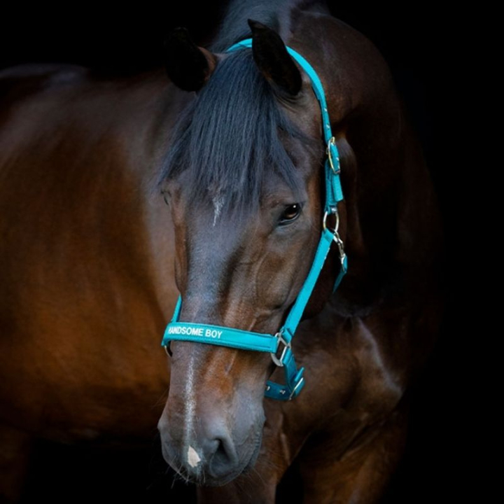 Halter Malva HG Turquoise in the group Horse Tack / Halters / Fabric & Nylon Halters at Equinest (50499020138TU_r)