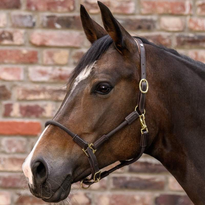 Leather Halter Nevada X-Line Brown/Brown in the group Horse Tack / Halters / Leather Halters at Equinest (5050230VBRBR_r)