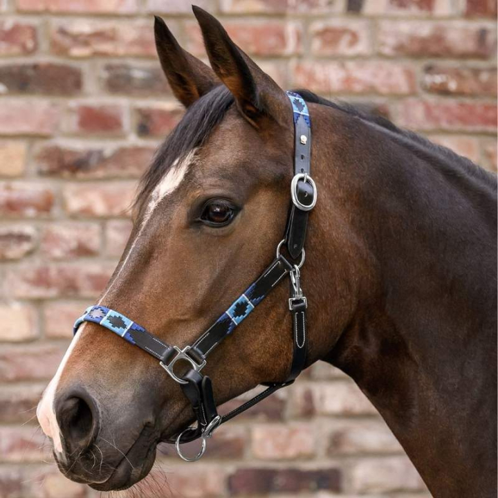 Leather Halter Polo X-Line Black/Blue in the group Horse Tack / Halters / Leather Halters at Equinest (5050701PBABL_r)