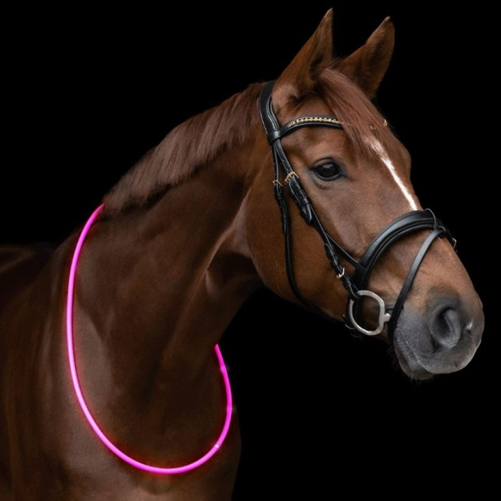 Neck Ring LED Light Pink in the group Riding Equipment / Reflective Equestrian Wear at Equinest (5733431PI)