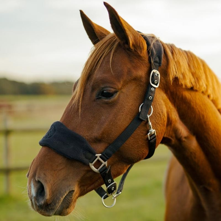 Halter HS Emma Fleece Black in the group Horse Tack / Halters / Fabric & Nylon Halters at Equinest (603849BA_r)