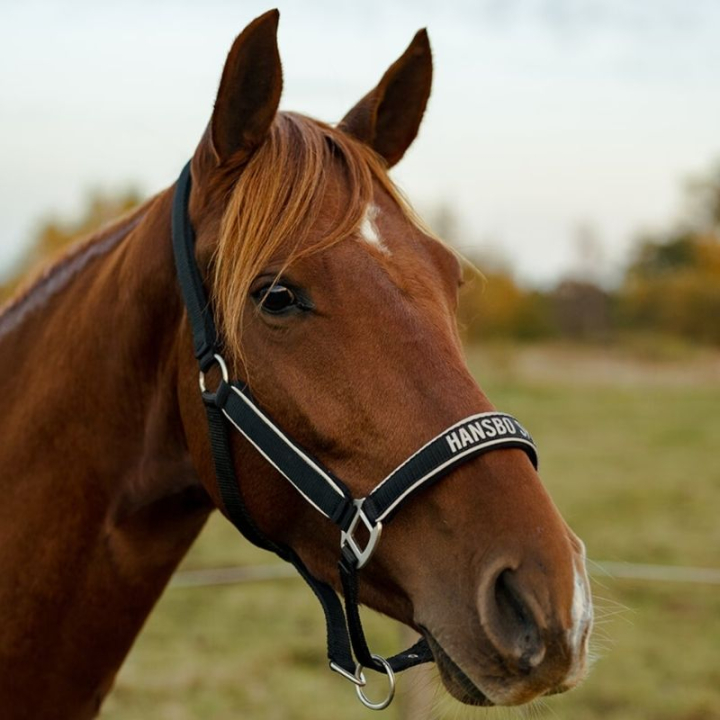 Reflective Halter HS Black in the group Riding Equipment / Reflective Equestrian Wear at Equinest (603935BA_r)
