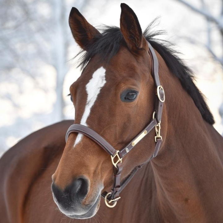 Leather Halter E-logo Brown/Brass in the group Horse Tack / Halters / Leather Halters at Equinest (607001000303BR)