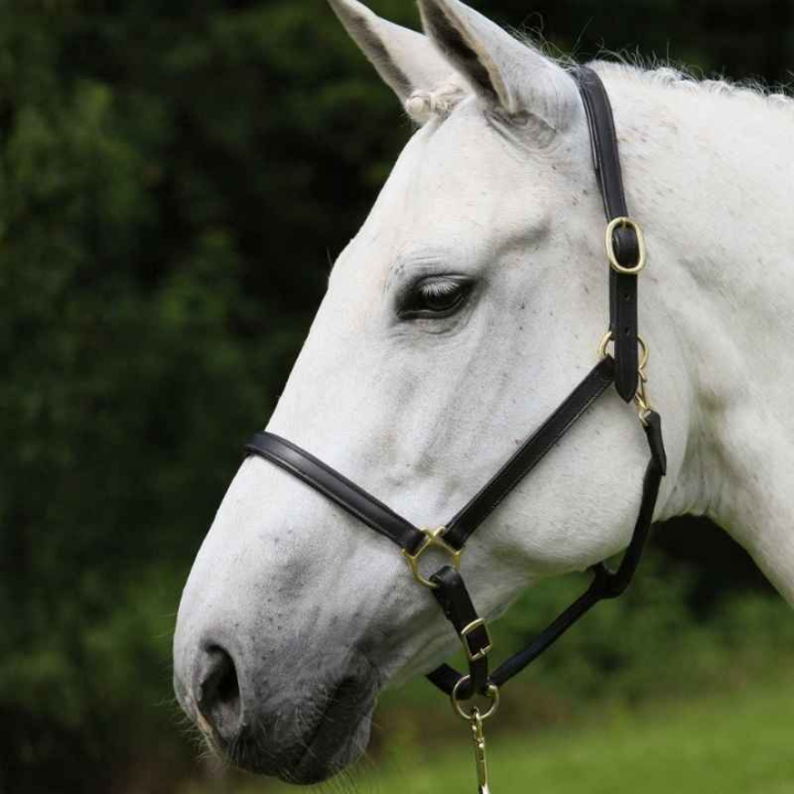 Leather Halter Robust Black in the group Horse Tack / Halters / Leather Halters at Equinest (808401POBA_r)