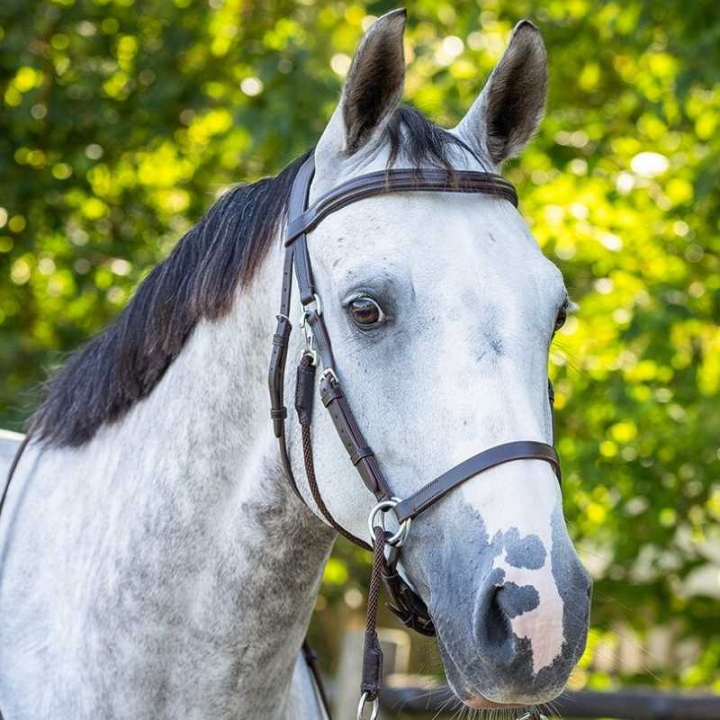 Bitless Bridle Ceto Brown in the group Horse Tack / Bridles & Browbands / Hackamores & Bitless Bridles at Equinest (9073BR1BR_r)