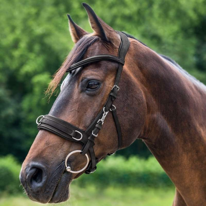 Cavesson Leather Anatomic Black in the group Horse Tack / Lunging & Long Reining at Equinest (9560301PBA_r)