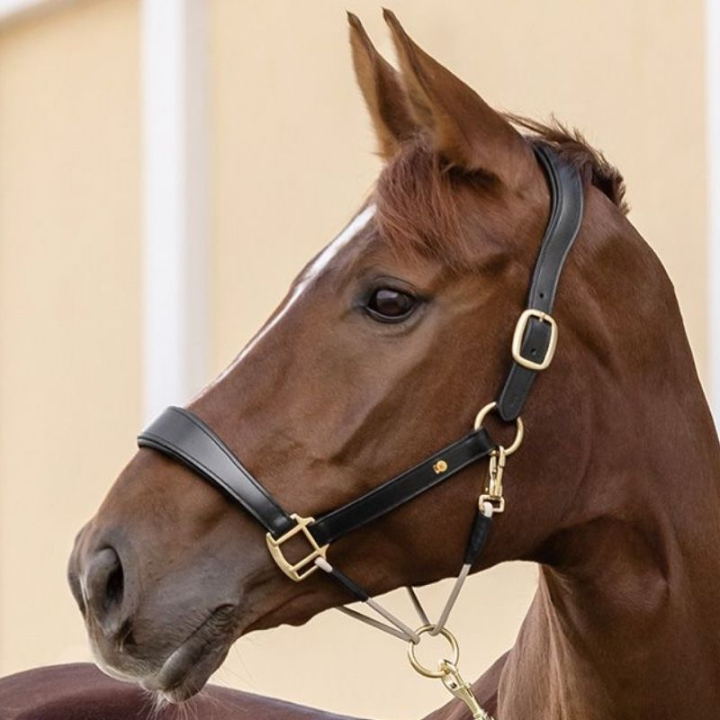 Leather Halter Rope Royal S-Line Black in the group Horse Tack / Halters / Leather Halters at Equinest (9809001VBA_r)