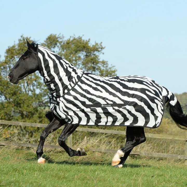Fly Rug Buzz-Off Zebra 170 in the group Horse Rugs / Fly Rugs & Eczema Rugs at Equinest (B-609-170)