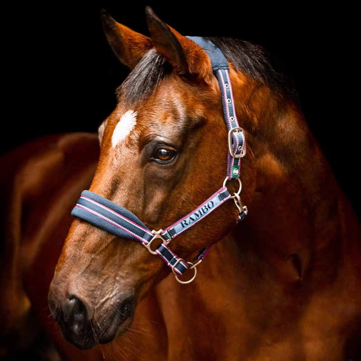 Halter Rambo Padded Navy/Red in the group Horse Tack / Halters / Fabric & Nylon Halters at Equinest (DHAG40Ma_r)