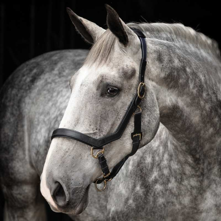 Leather Halter Rambo Micklem Black in the group Horse Tack / Halters / Fabric & Nylon Halters at Equinest (DHAL8DSv_r)