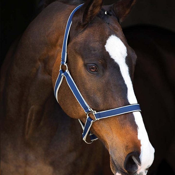 Halter Amigo Navy/Silver in the group Horse Tack / Halters / Fabric & Nylon Halters at Equinest (DHRH40Ma_r)