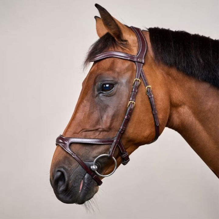 X-Fit Anatomical Bridle DC Brown in the group Horse Tack / Bridles & Browbands / Bridles at Equinest (DYCCCDBr_r)