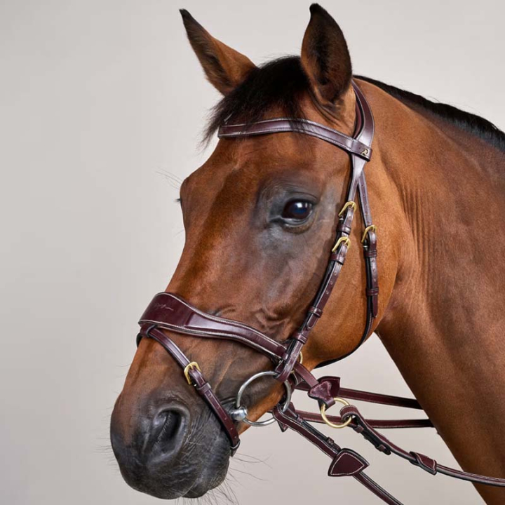 Bridle D Motion Dyon Collection Brown in the group Horse Tack / Bridles & Browbands / Bridles at Equinest (DYCCCWBRCBR_r)