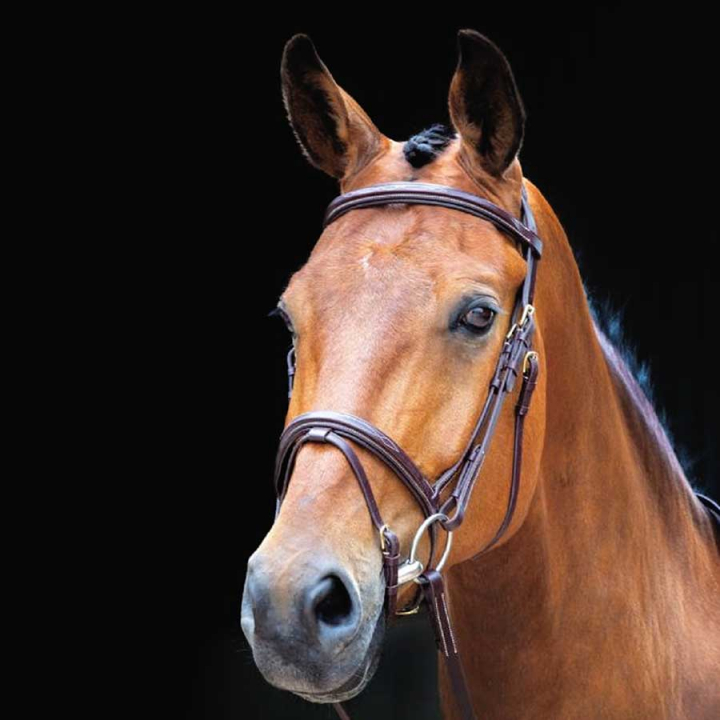 Bridle + Reins Salisbury Bodenham Brown in the group Horse Tack / Bridles & Browbands / Bridles at Equinest (SH29301Br_r)