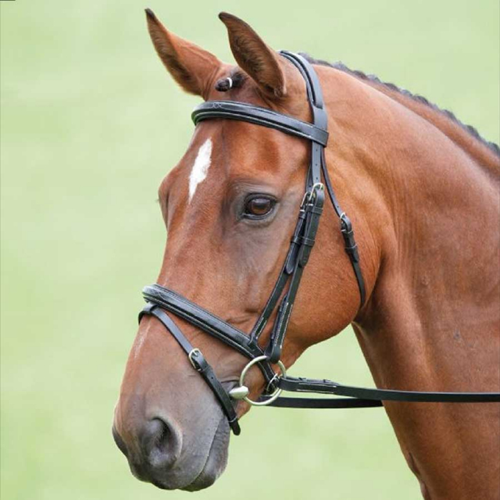Bridle + Reins Salisbury Bodenham Black in the group Horse Tack / Bridles & Browbands / Bridles at Equinest (SH29301Sv_r)