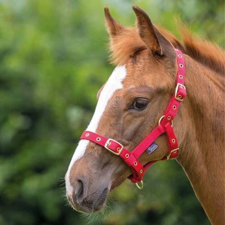 Foal Headcollar Red in the group Horse Tack / Halters / Foal Halters at Equinest (SH381RO)
