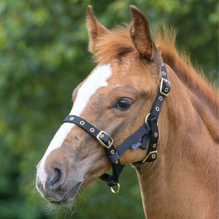 Foal Headcollar Black in the group Horse Tack / Halters / Foal Halters at Equinest (SH381SV)