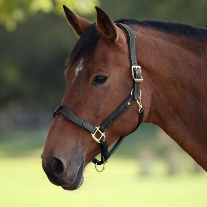 Leather Halter LUSSO Lorca Black in the group Horse Tack / Halters / Leather Halters at Equinest (SH425301BA_r)